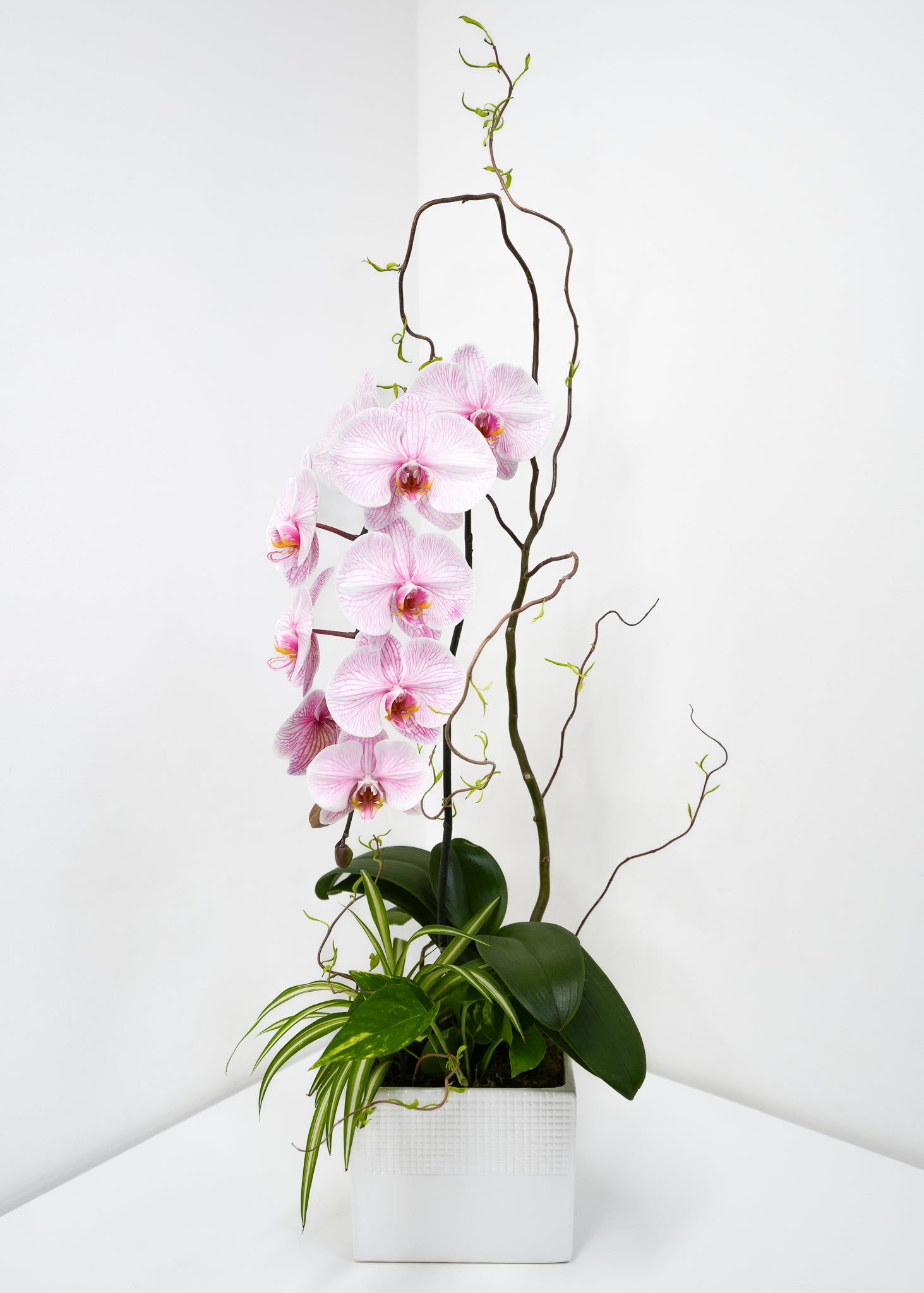 [MD] Blooming Orchid