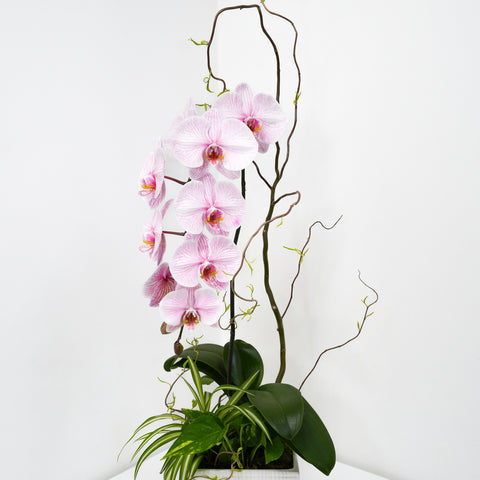 [MD] Blooming Orchid