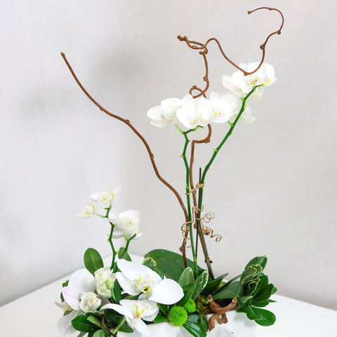 Love White Orchid Arrangement