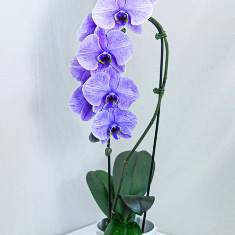 Large Dyed Purple Orchid with Pot