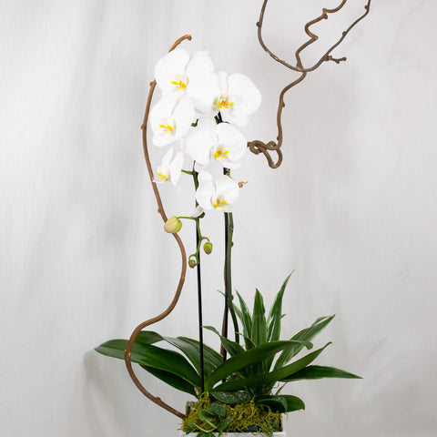 Snow White Orchids Arrangement