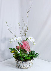 Dream in Pink Dishgarden - Plant - Toronto Flower Gallery