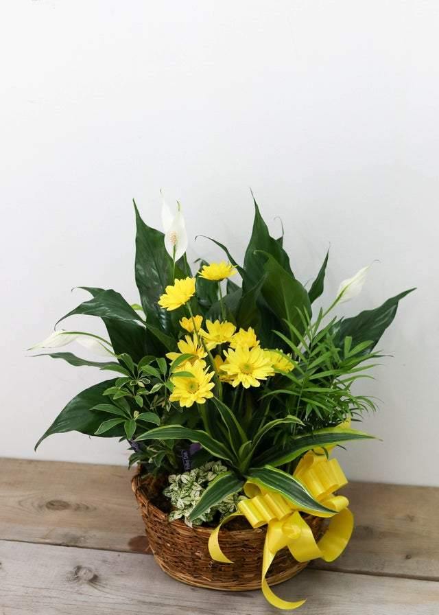 Loving Light Dishgarden - Plant - Toronto Flower Gallery