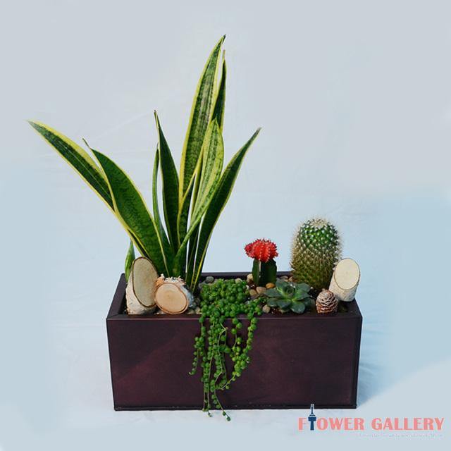 Green Garden - Plant - Toronto Flower Gallery