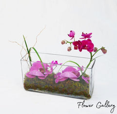Orchid Design Arrangement - Orchid - Toronto Flower Gallery