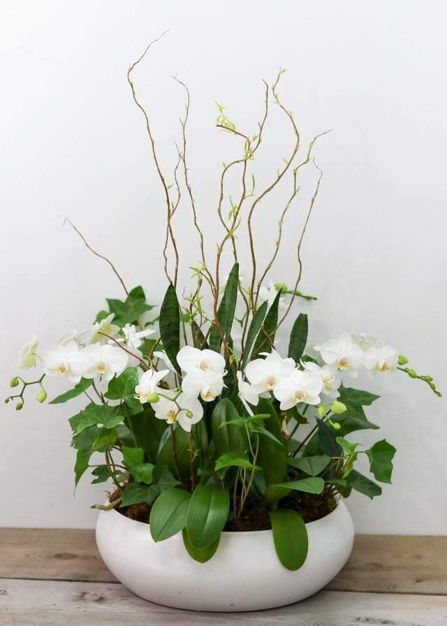 Medium Orchid Arrangement - Orchid - Toronto Flower Gallery