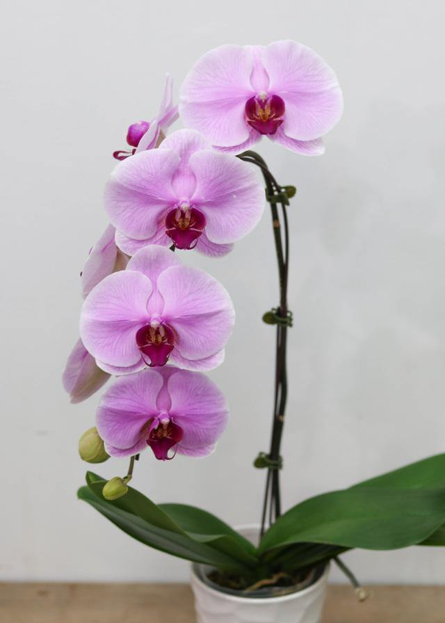 Pink Large Orchid with Pot - Toronto Flower Gallery