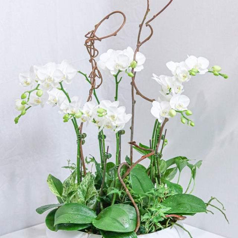 Brilliance Orchid Arrangement