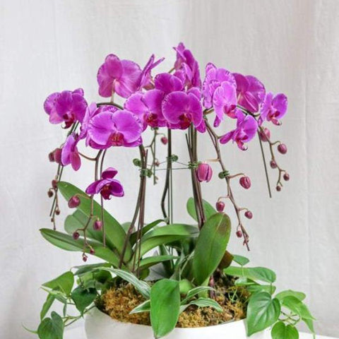 Blossom Tall Orchid Arrangement