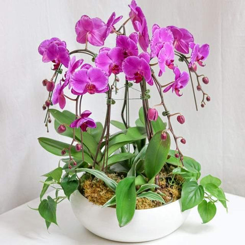 Blossom Tall Orchid Arrangement