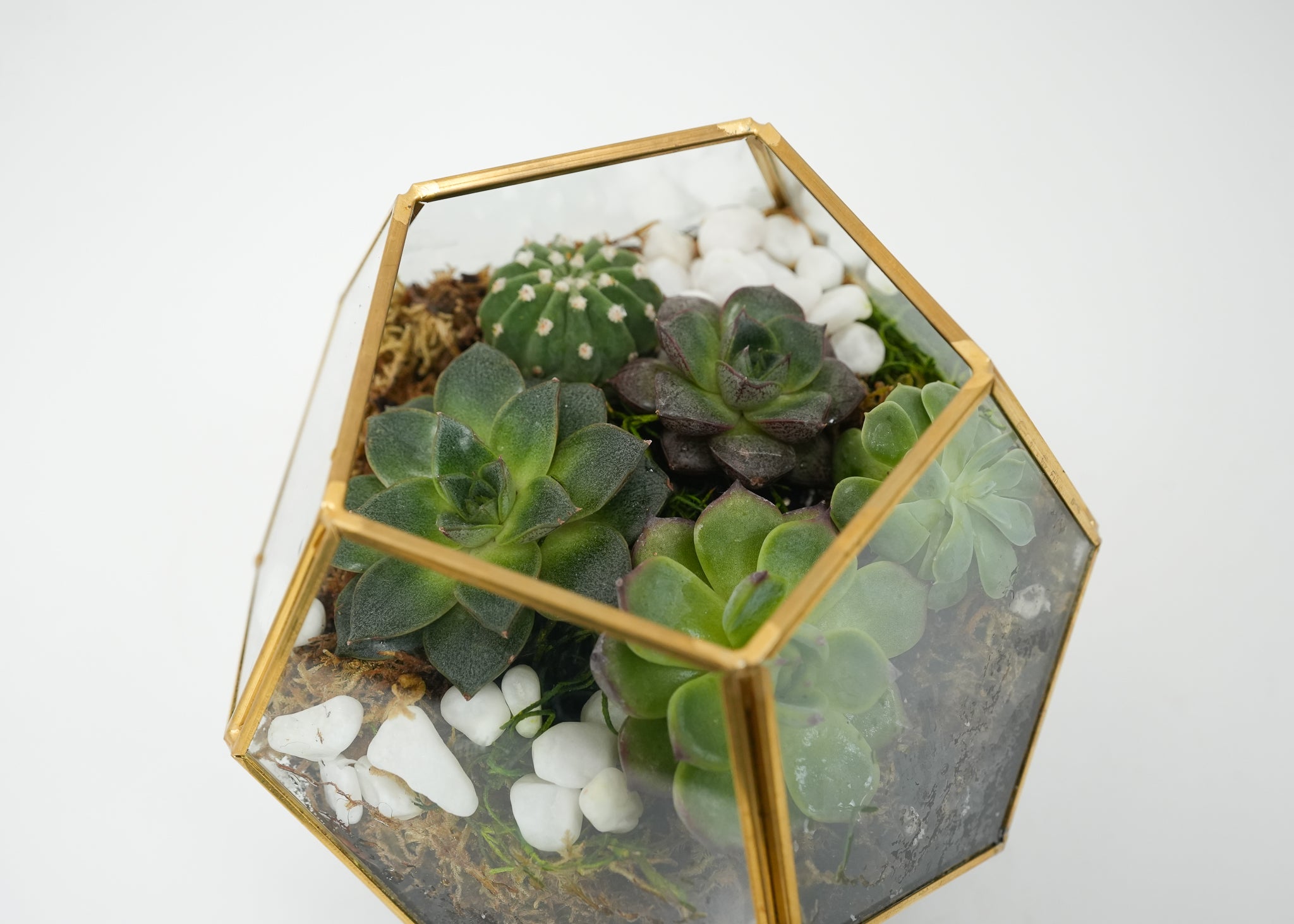 Succulent Terrarium Flower & Plant Free Delivery Toronto Flower