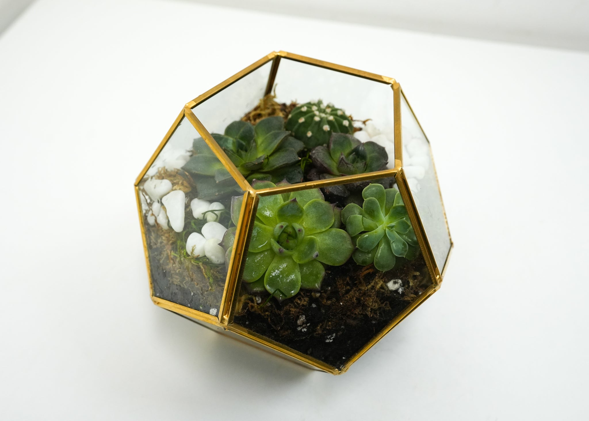 Succulent Terrarium Flower & Plant Free Delivery Toronto Flower