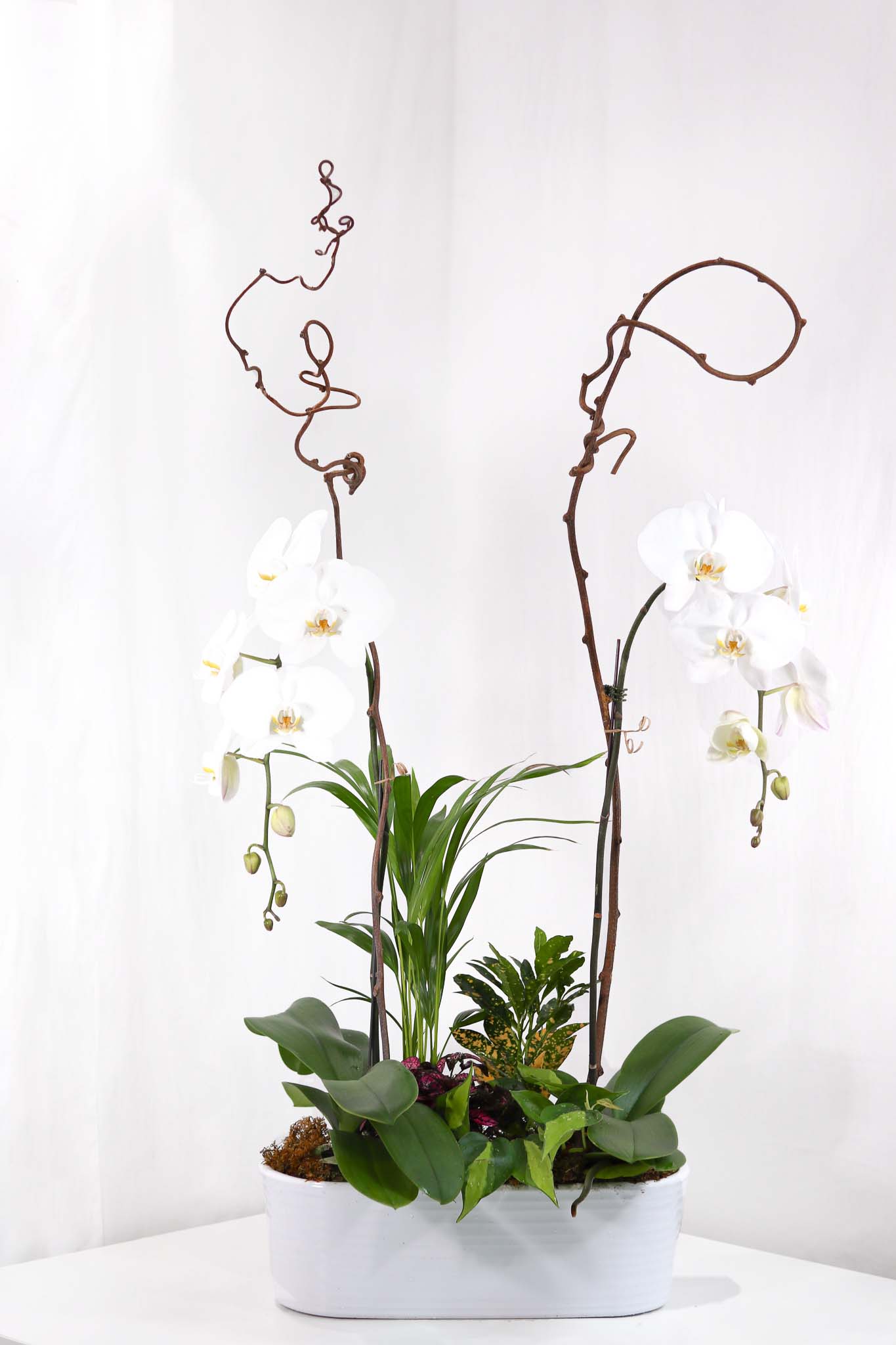 Floral White Orchid Arrangement