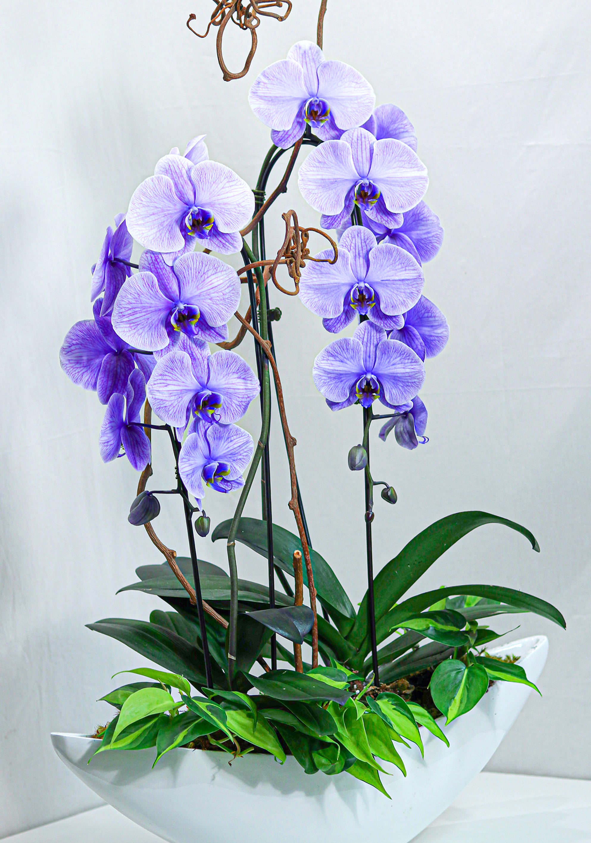 Dyed Purple Orchid Arrangement