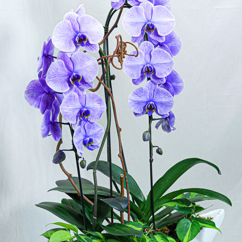 Dyed Purple Orchid Arrangement