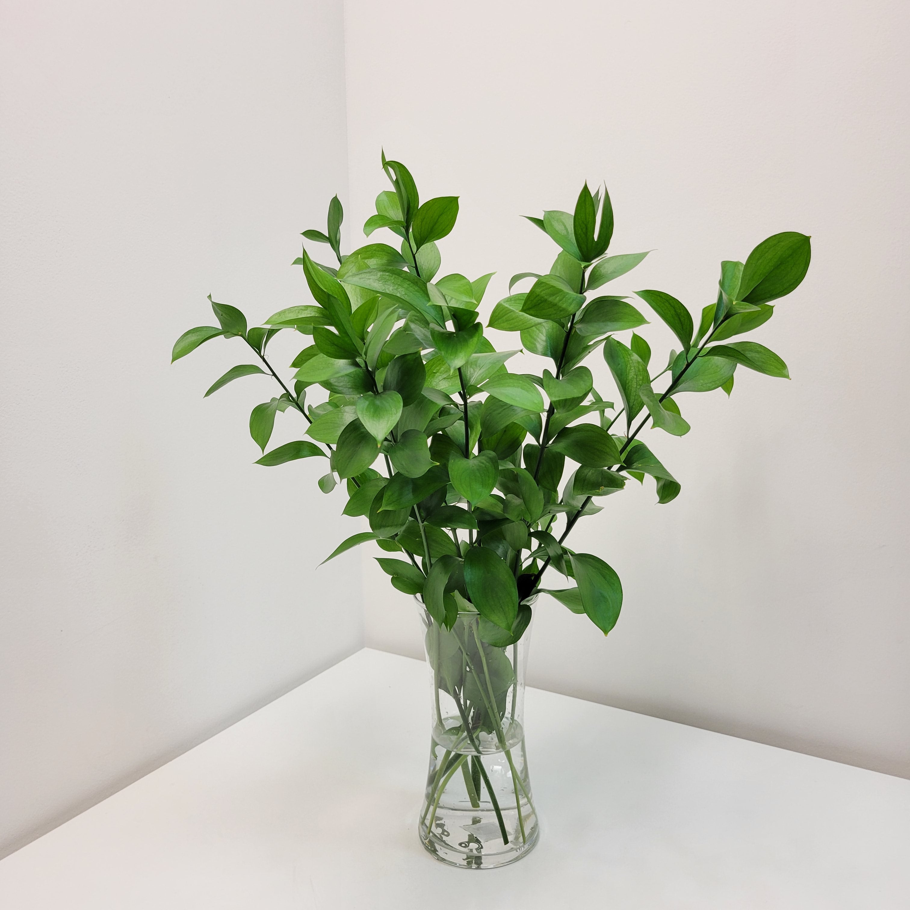 Israeli Ruscus - Flower & Plant Free Delivery | Toronto Flower Shop ...