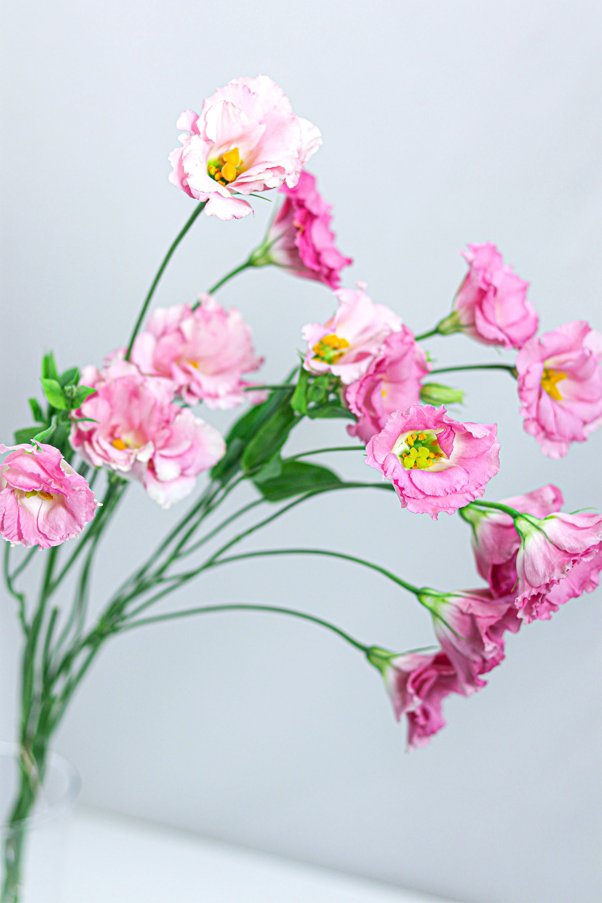 Pink Chiffon Lisianthus, Flowers, Certified B Corp
