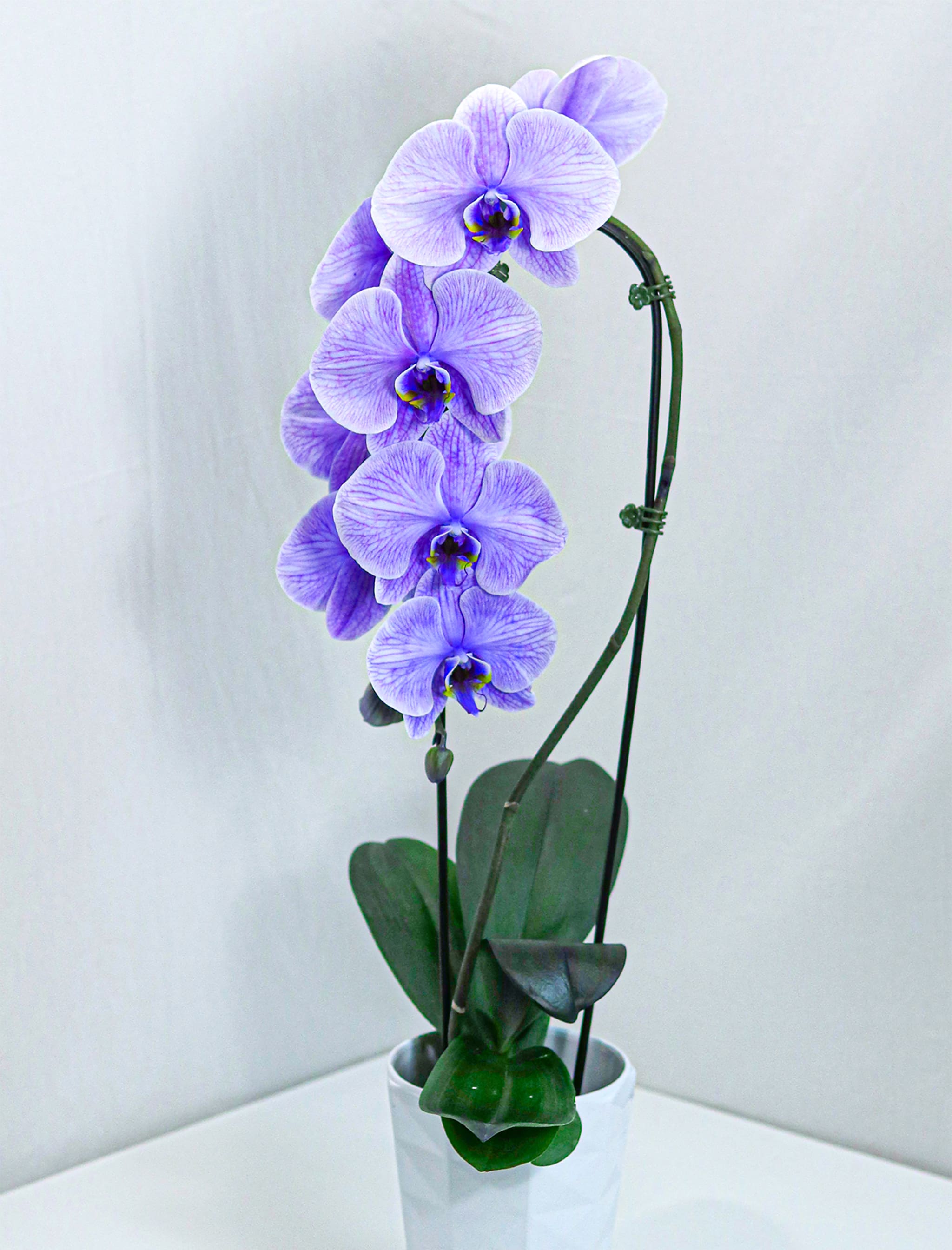 Large Dyed Purple Orchid with Pot