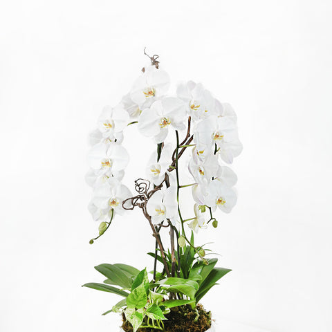 Beautiful Orchid Arrangement