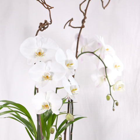 Floral White Orchid Arrangement