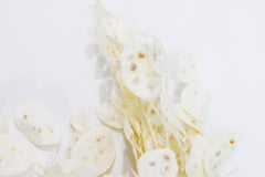 Dried Cream Lunaria