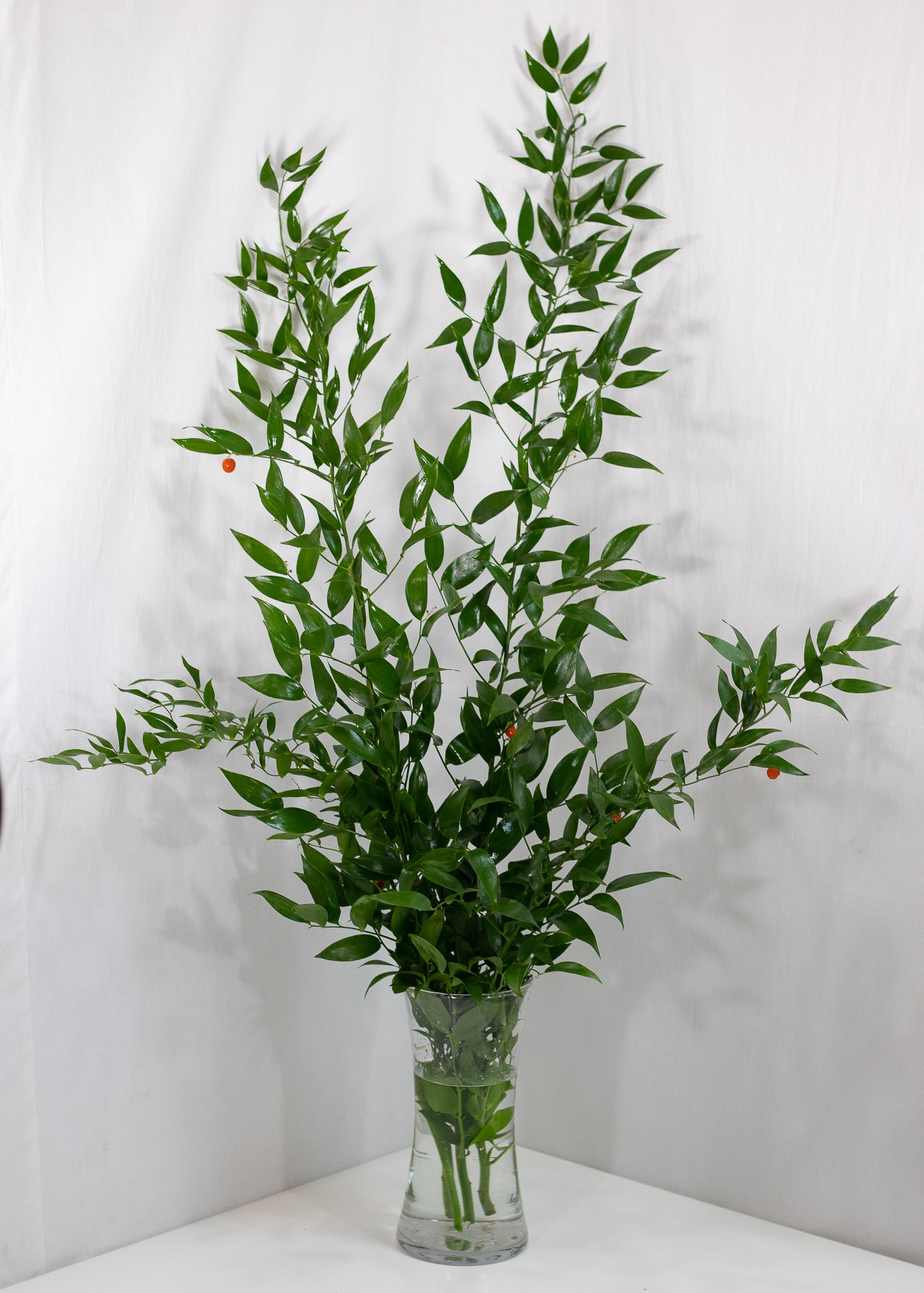 Ruscus Types Italian Ruscus - Flower & Plant Free Delivery | Toronto Flower Shop ...