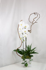 Snow White Orchids Arrangement