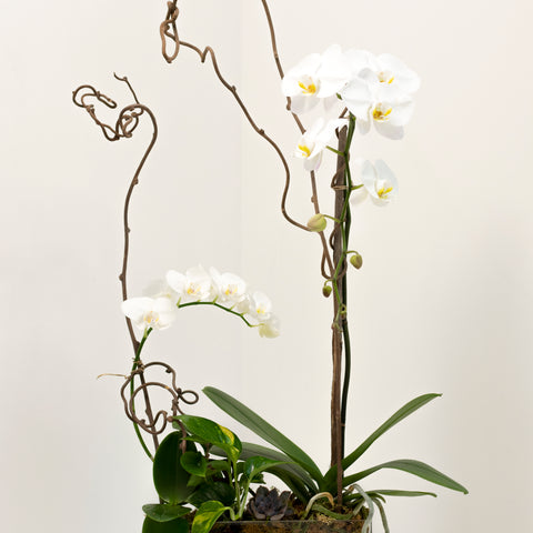 Elegant White Orchid Arrangement