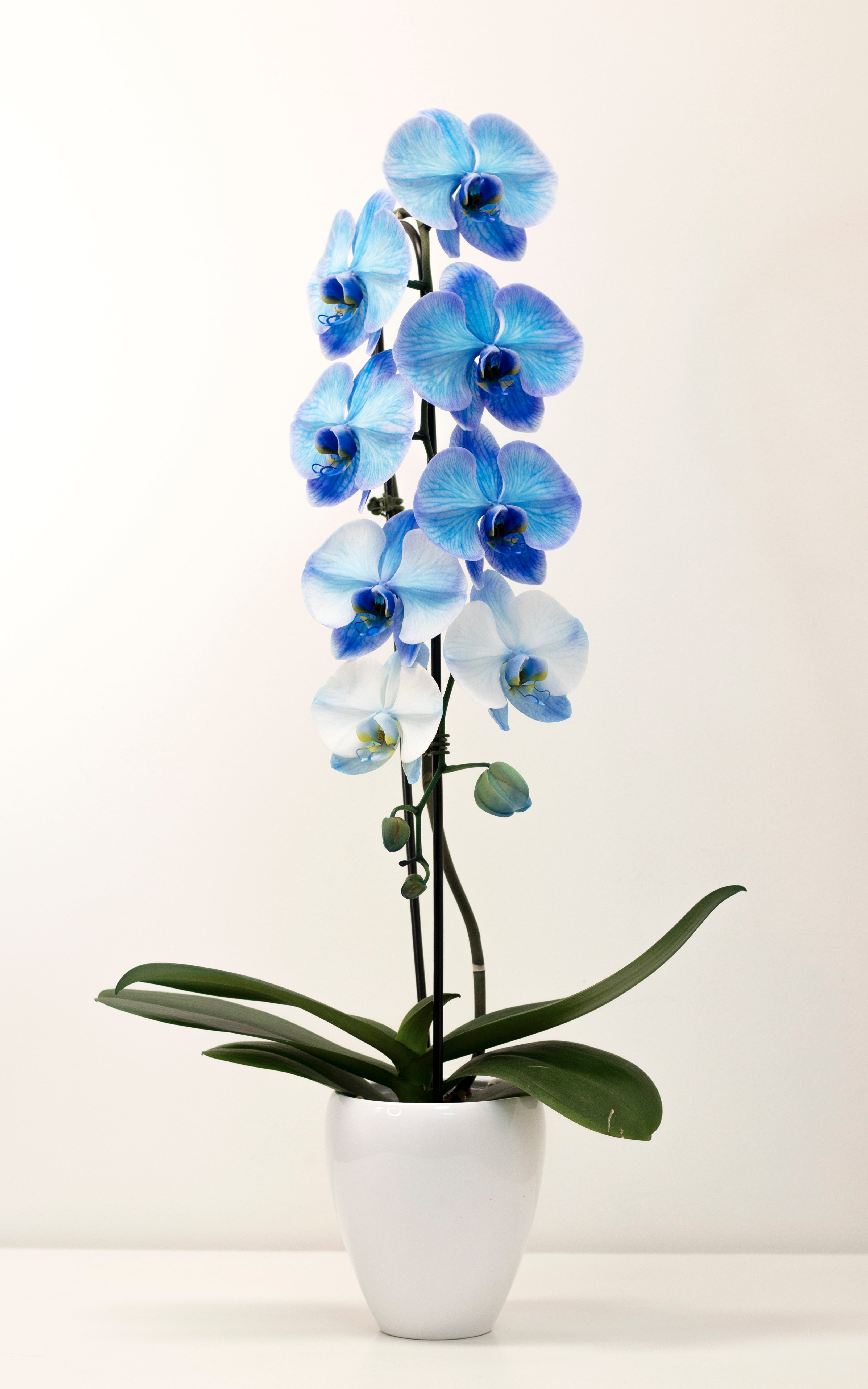 Large Dyed Blue Orchid with pot