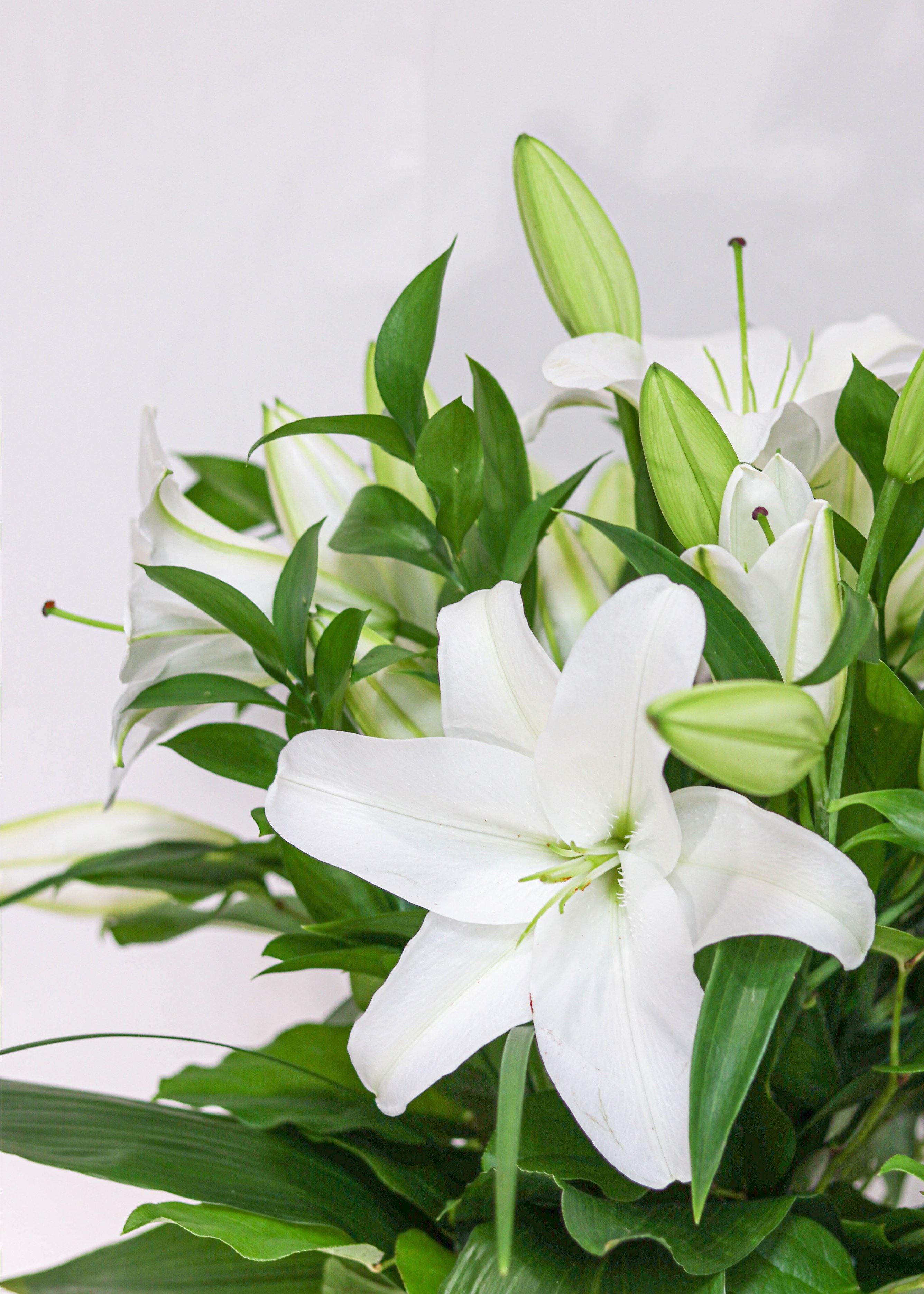 White Lilies Bouquet - Flower - Toronto Flower Gallery
