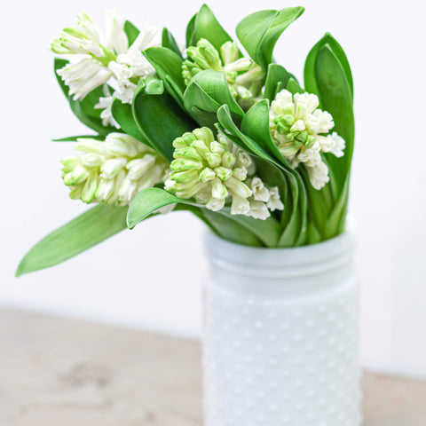 [Spring Special] Hyacinth