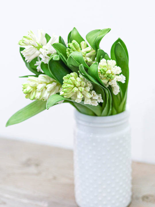 [Spring Special] Hyacinth