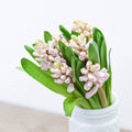 PInk Hyacinth