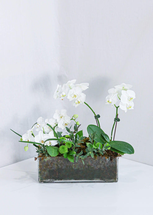White Orchid Design Arrangement - Toronto Flower Gallery