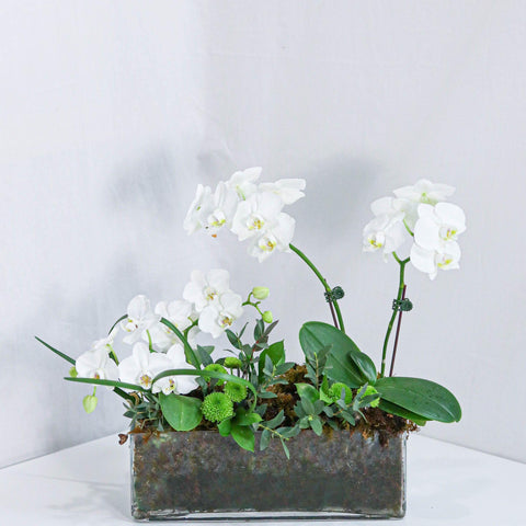 White Orchid Design Arrangement