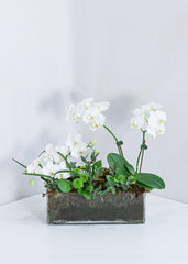 White Orchid Design Arrangement - Toronto Flower Gallery
