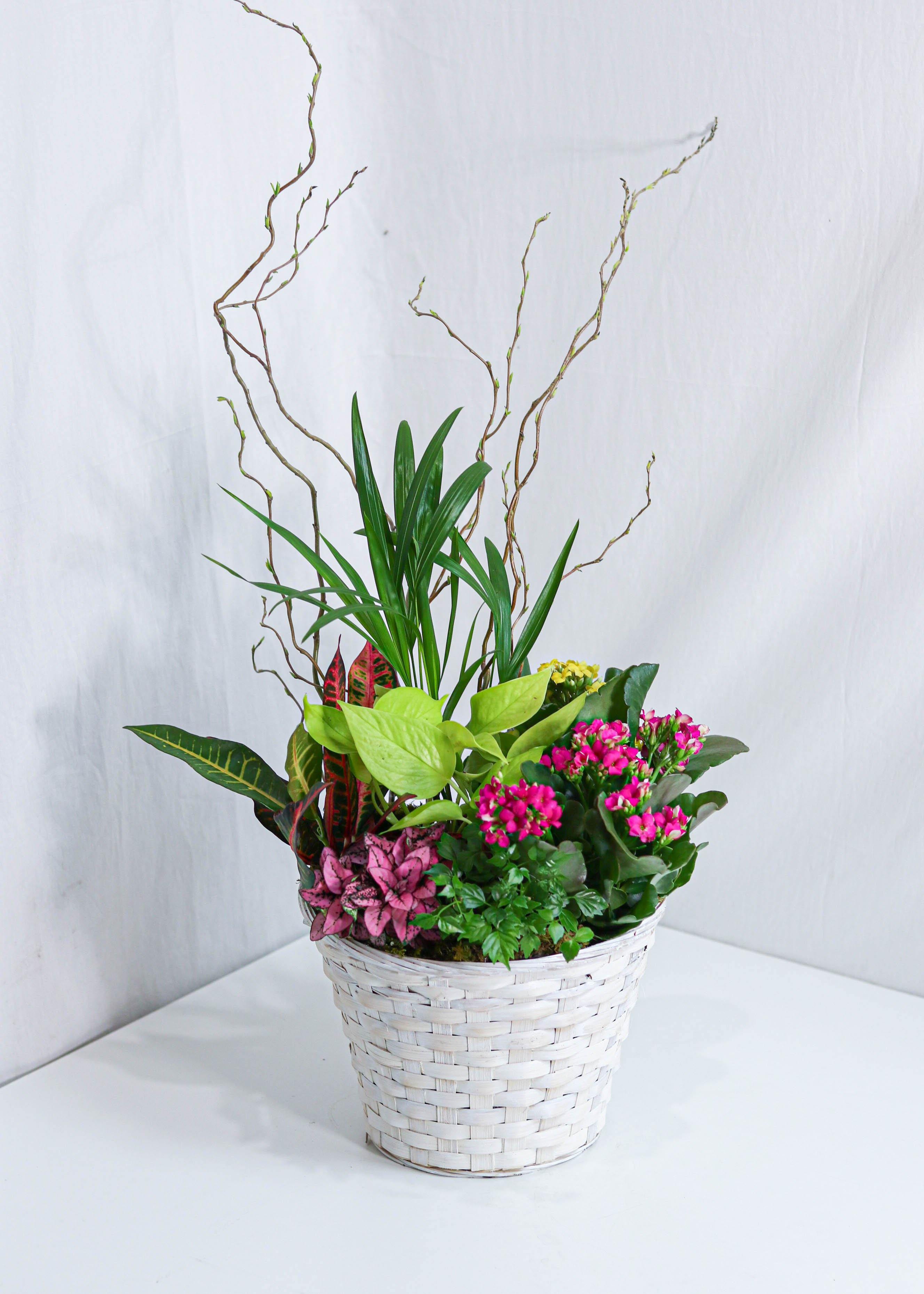 Beauty Dishgarden Basket - Toronto Flower Gallery