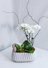 Little white Orchid - Toronto Flower Gallery