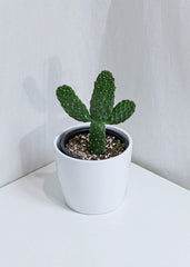 Assorted Cactus (6