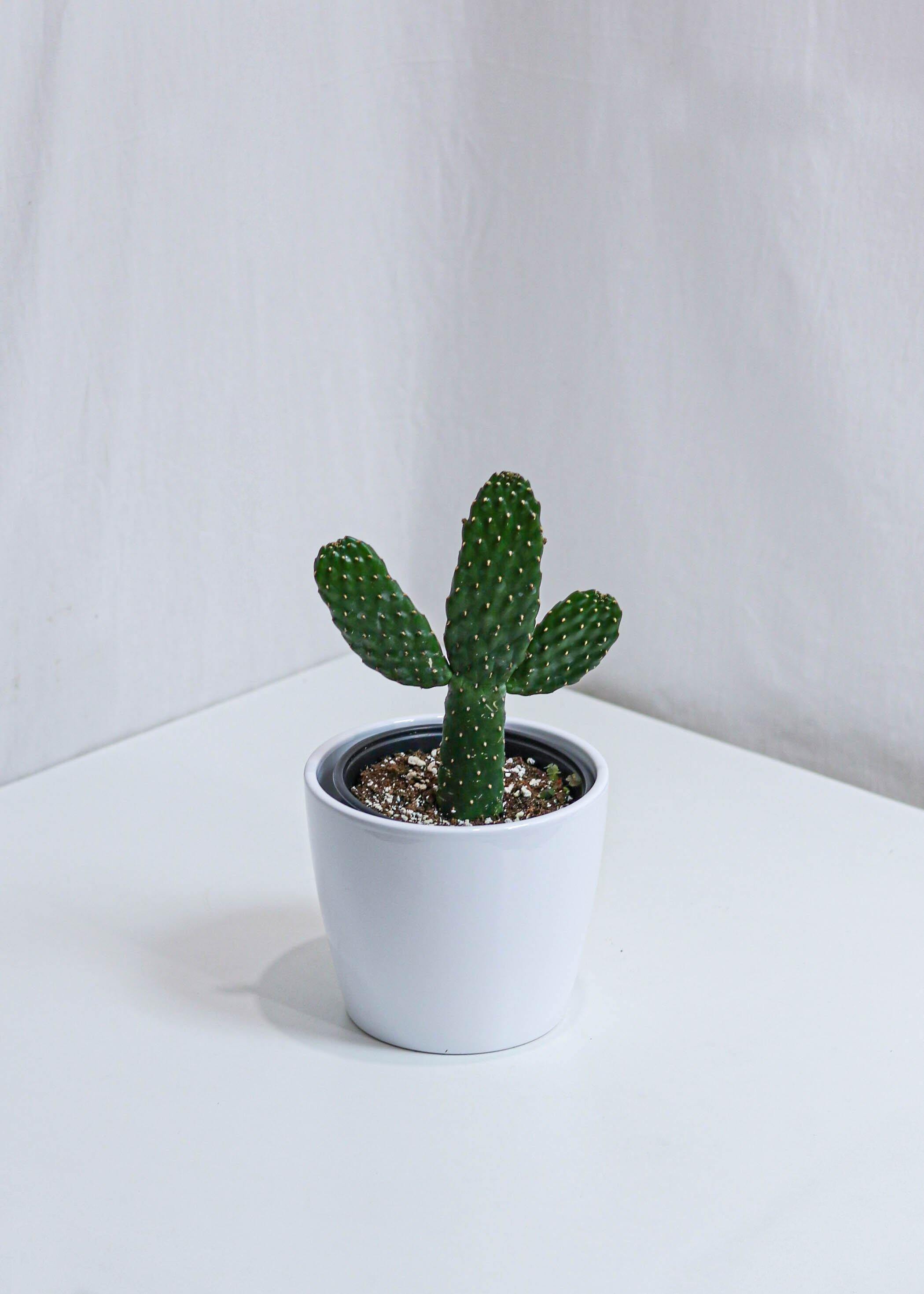 Assorted Cactus (6