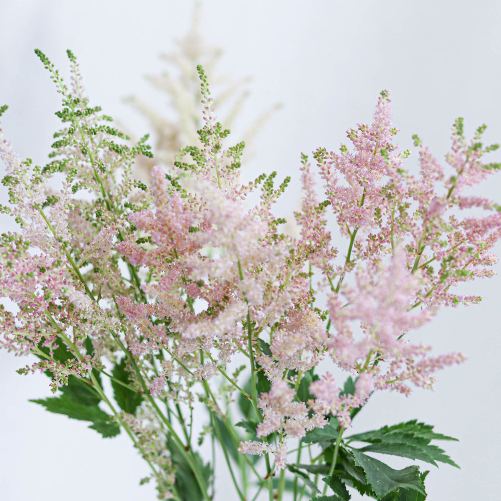 Astilbe - Flower & Plant Free Delivery Toronto Flower Shop Astilbe - Flower & Plant Free Delivery Toronto Flower Shop