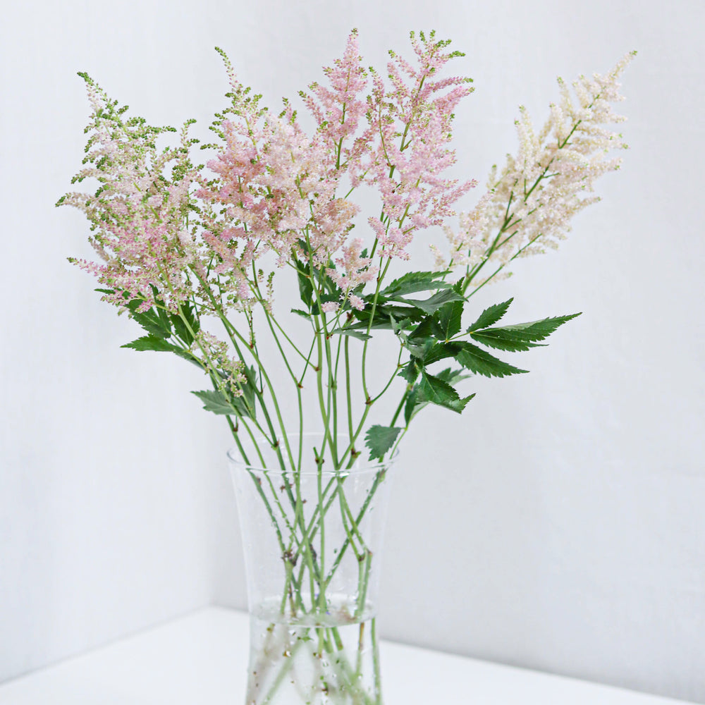 Astilbe - Flower & Plant Free Delivery Toronto Flower Shop Astilbe - Flower & Plant Free Delivery Toronto Flower Shop