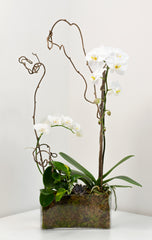 Elegant White Orchid Arrangement