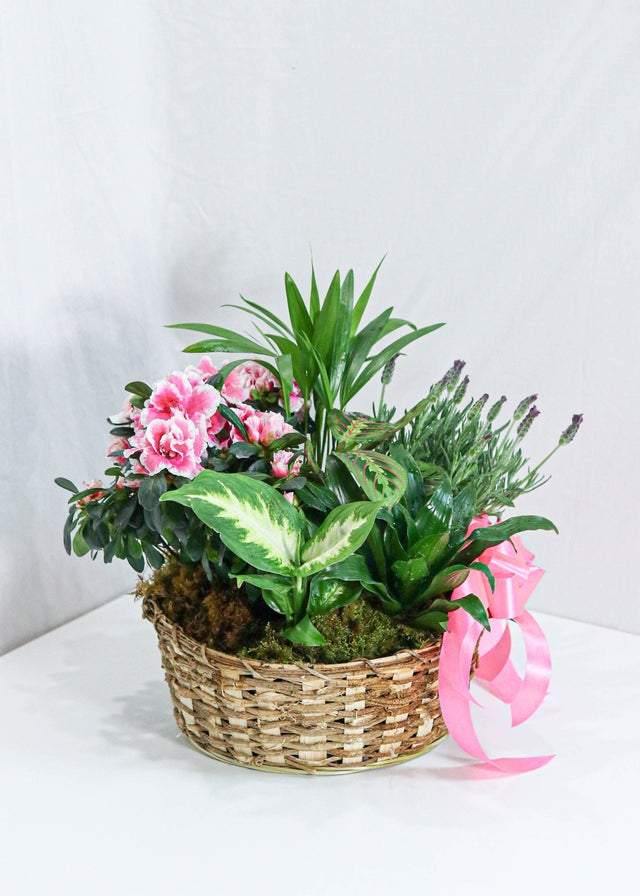 Living Spirit Dishgarden - Plant - Toronto Flower Gallery