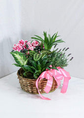 Living Spirit Dishgarden - Plant - Toronto Flower Gallery