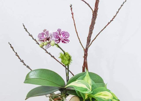 Little Purple Orchid Arrangement