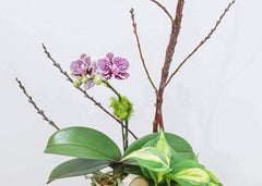 Little Purple Orchid Arrangement - Toronto Flower Gallery