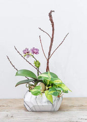 Little Purple Orchid Arrangement - Toronto Flower Gallery