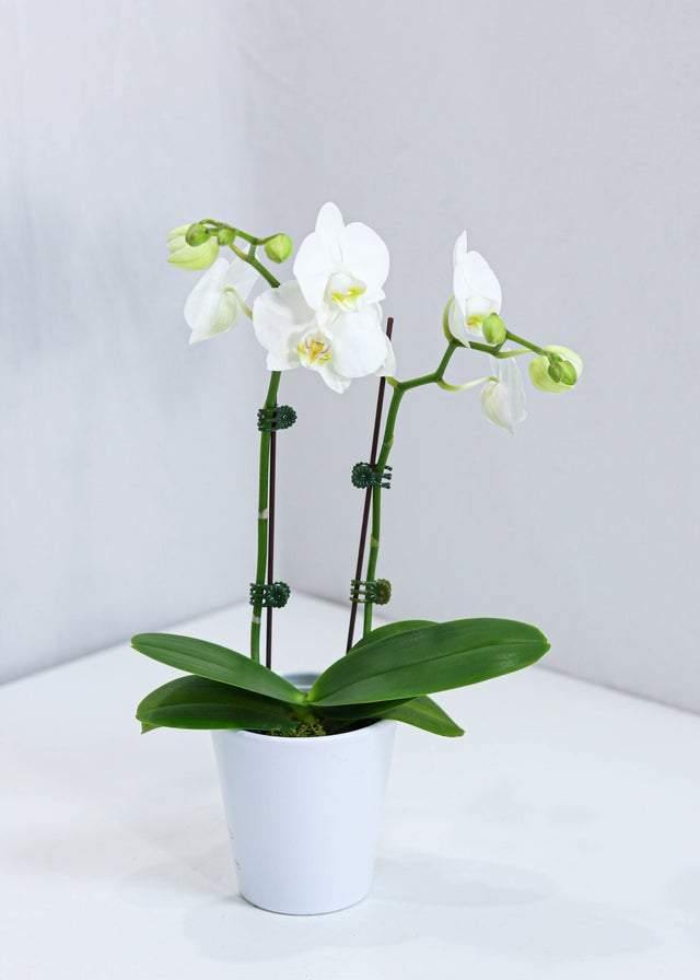 Small White orchid with pot - Toronto Flower Gallery
