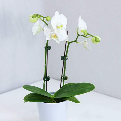 Small White orchid with pot